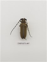 藏品(桑天牛)的圖片